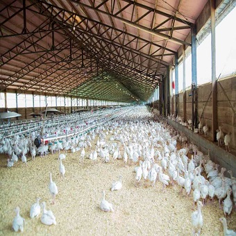Poultry Farm Insulation